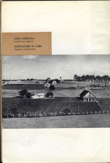 1962 年 Cubatabaco 古巴烟草公司目录第 93 页扫描件