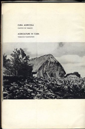 1962 年 Cubatabaco 古巴烟草公司目录第 97 页扫描件
