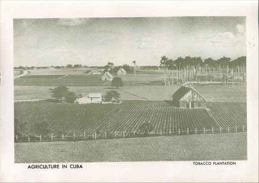 1962 年 Cubatabaco 古巴烟草公司目录第 104 页扫描件