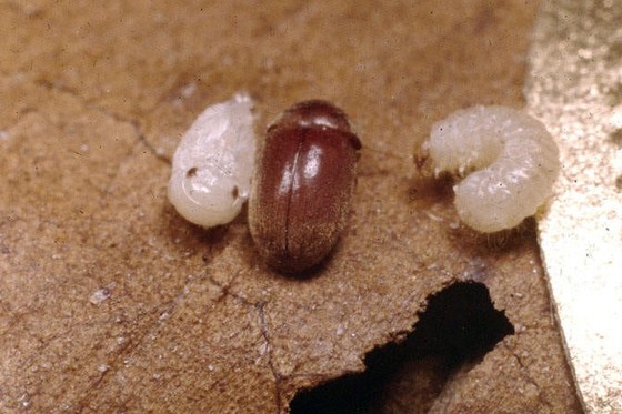 烟草甲虫幼虫与成虫