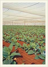 遮阴种植烟田:棚布用于调节光照,常与茄衣栽培相关。